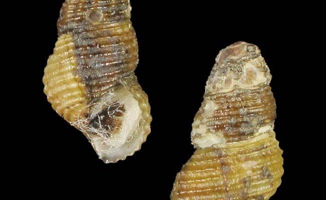 Elimia crenatella