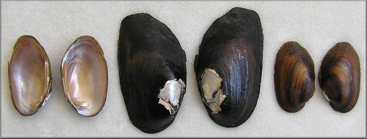Elliptio chipolaensis