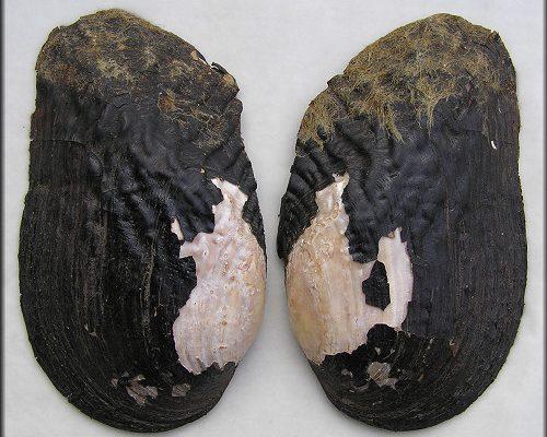 Elliptoideus sloatianus