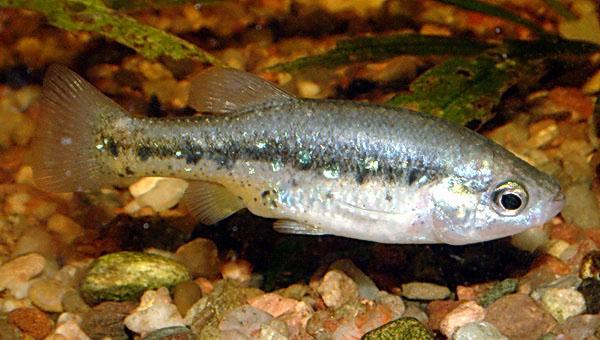 Empetrichthys latos