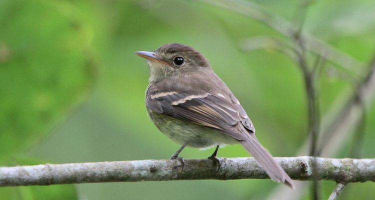 Empidonax euleri johnstonei