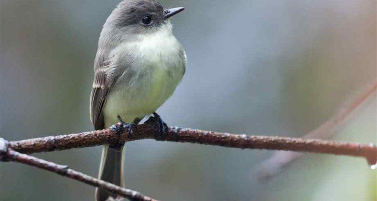 Empidonax traillii extimus
