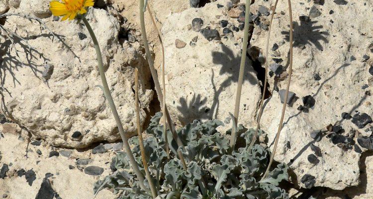 Enceliopsis nudicaulis var. corrugata