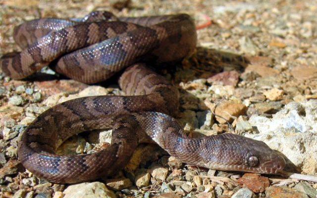Epicrates monensis granti