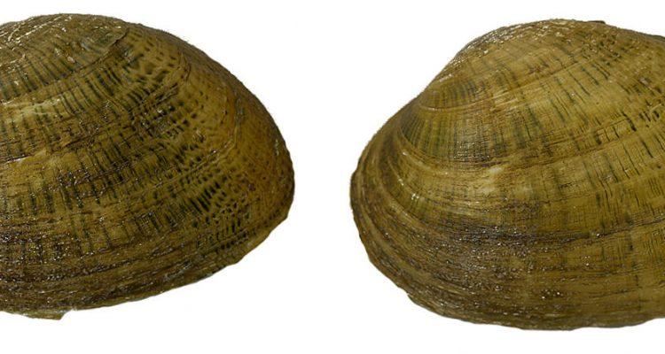 Epioblasma brevidens