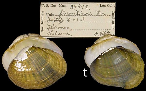 Epioblasma florentina curtisii