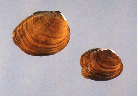 Epioblasma obliquata obliquata