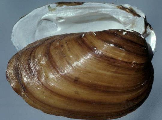 Epioblasma othcaloogensis