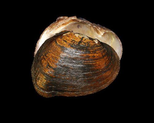 Epioblasma penita