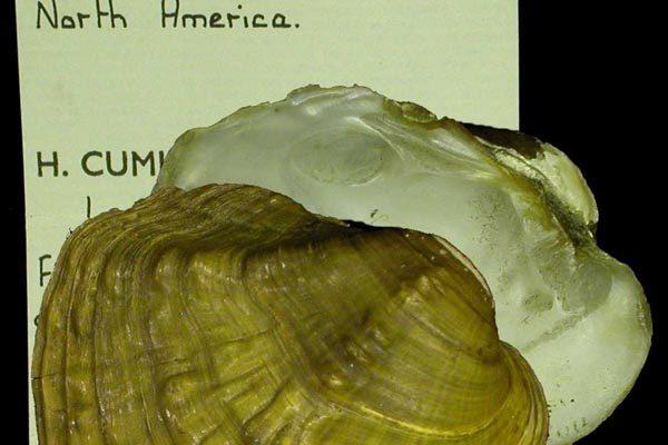 Epioblasma torulosa gubernaculum