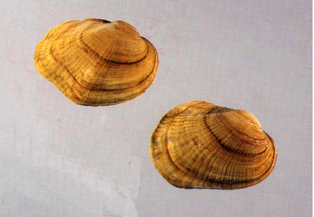 Epioblasma torulosa rangiana