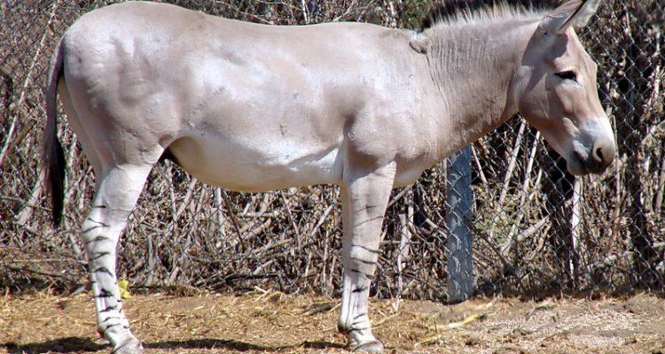 Equus africanus