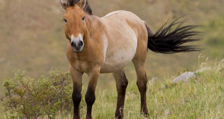 Equus przewalskii