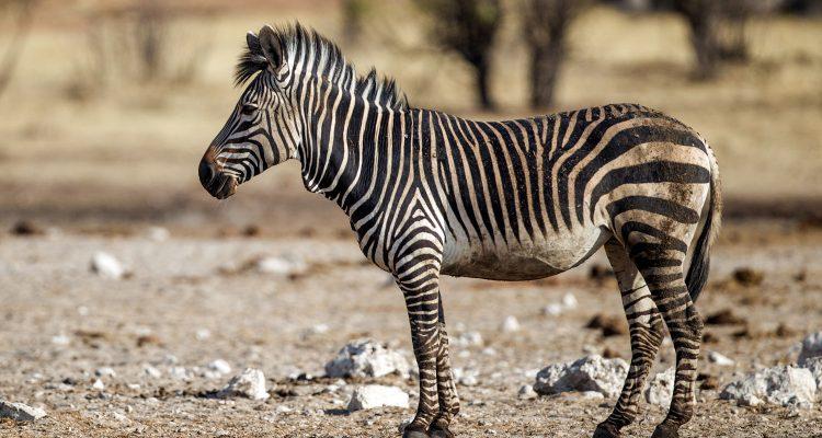 Equus zebra hartmannae