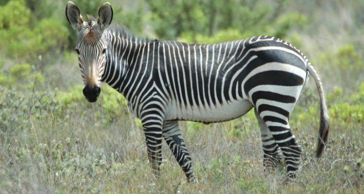 Equus zebra zebra