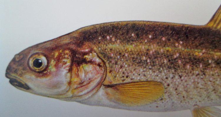 Eremichthys acros