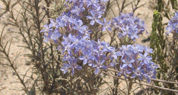 Eriastrum densifolium ssp. sanctorum