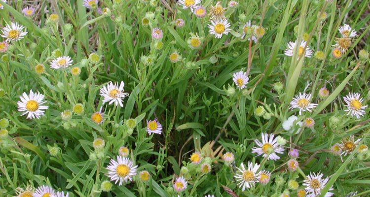 Erigeron decumbens