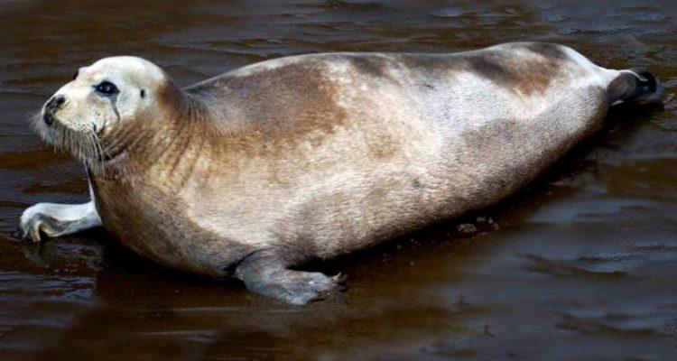 Erignathus barbatus nauticus