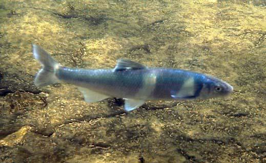 Erimonax monach