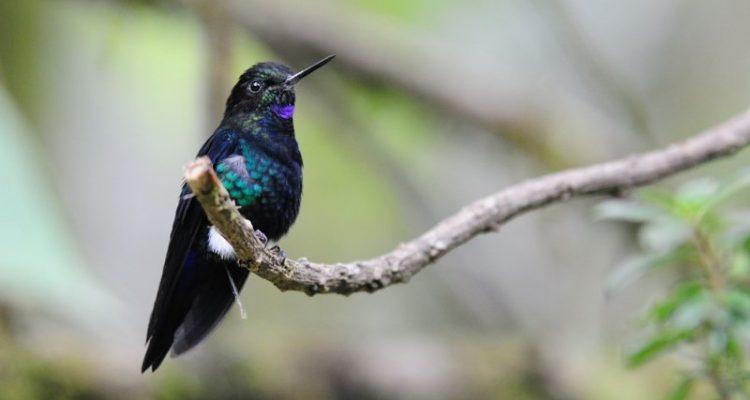 Eriocnemis nigrivestis