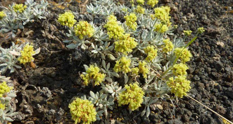 Eriogonum codium