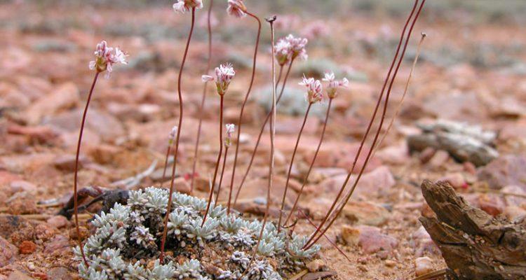 Eriogonum kennedyi var. austromontanum