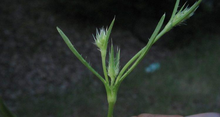 Eryngium constancei