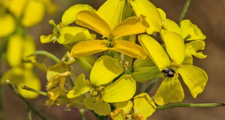 Erysimum capitatum var. angustatum