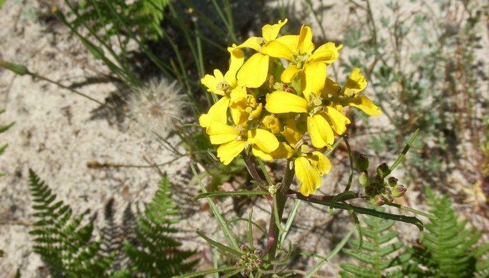 Erysimum teretifolium