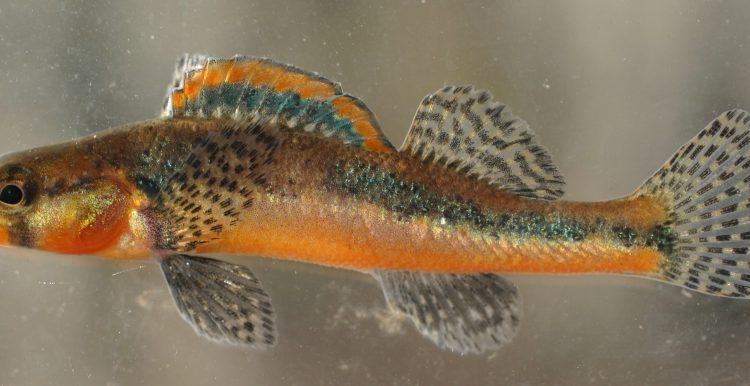 Etheostoma boschungi