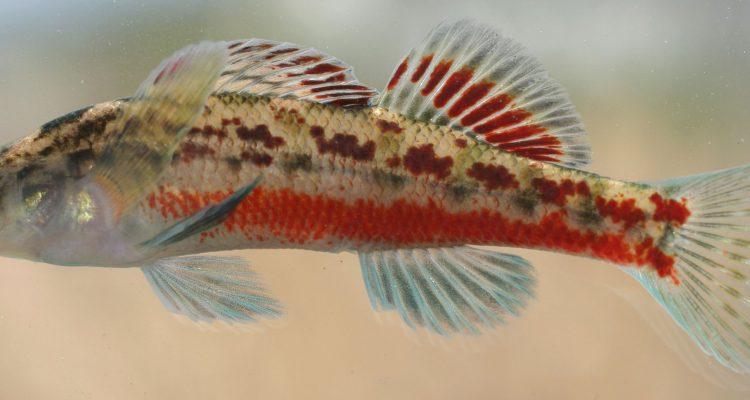 Etheostoma chermocki