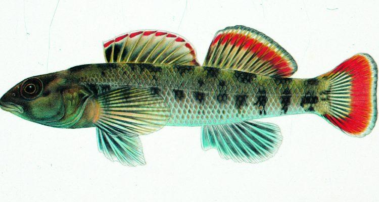 Etheostoma etowahae