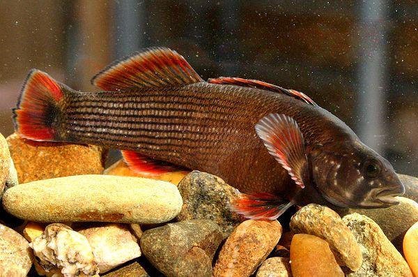 Etheostoma moorei