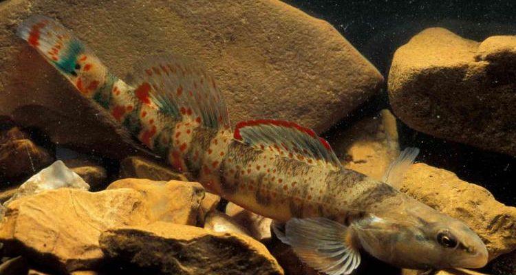 Etheostoma nianguae