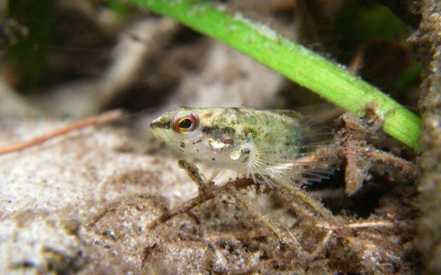 Etheostoma okaloosae