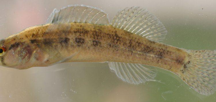 Etheostoma phytophilum