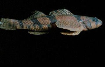 Etheostoma sellare