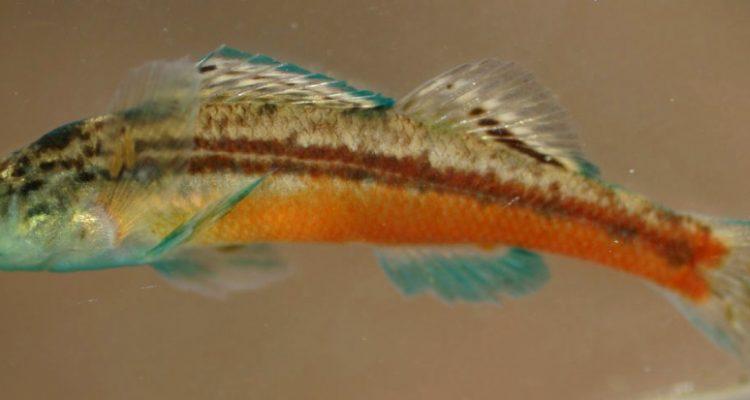 Etheostoma sp.