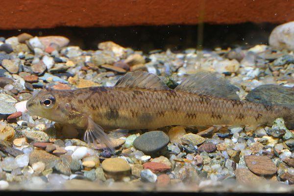 Etheostoma susanae