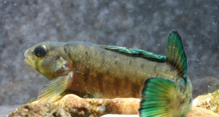 Etheostoma wapiti