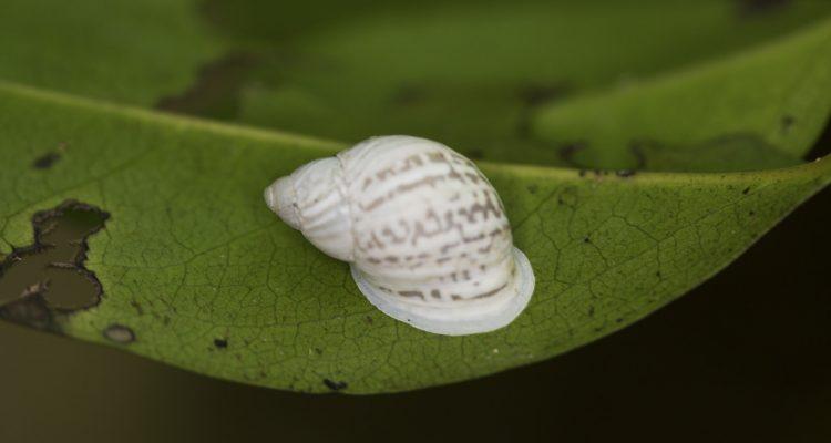 Eua zebrina