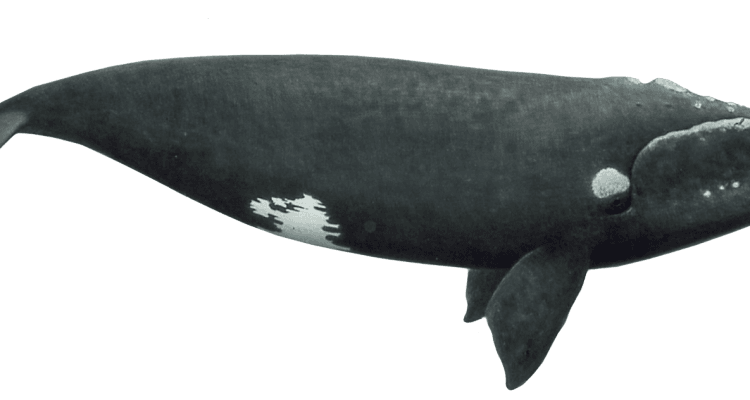 Eubalaena glacialis
