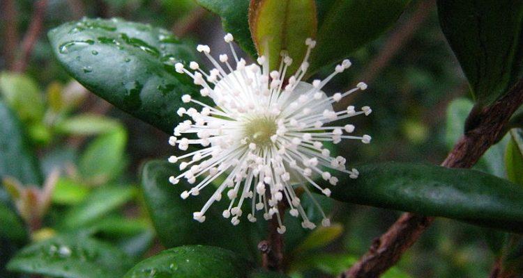 Eugenia koolauensis