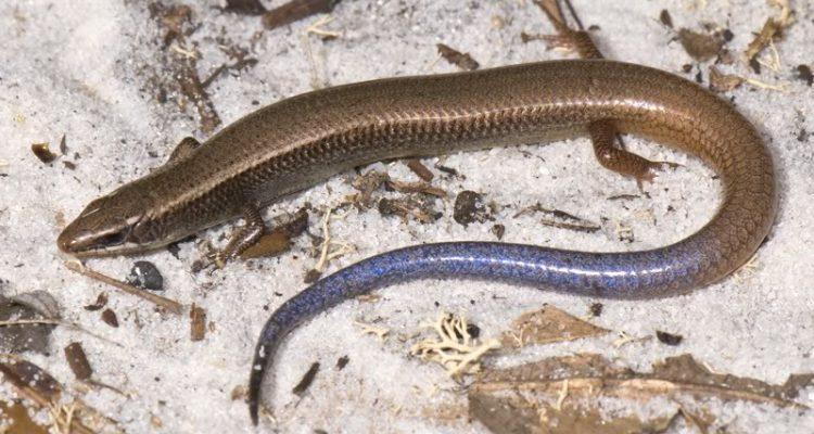 Eumeces egregius lividus