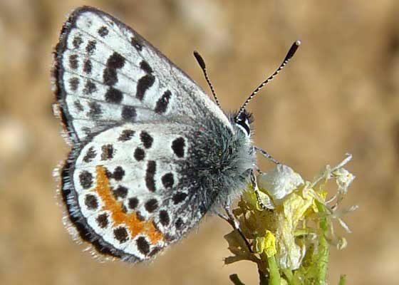 Euphilotes battoides allyni
