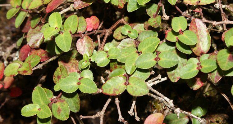 Euphorbia deppeana