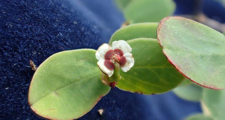 Euphorbia eleanoriae