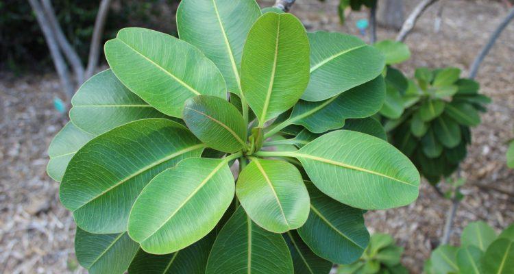 Euphorbia haeleeleana