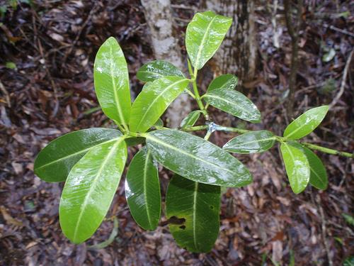Euphorbia halemanui